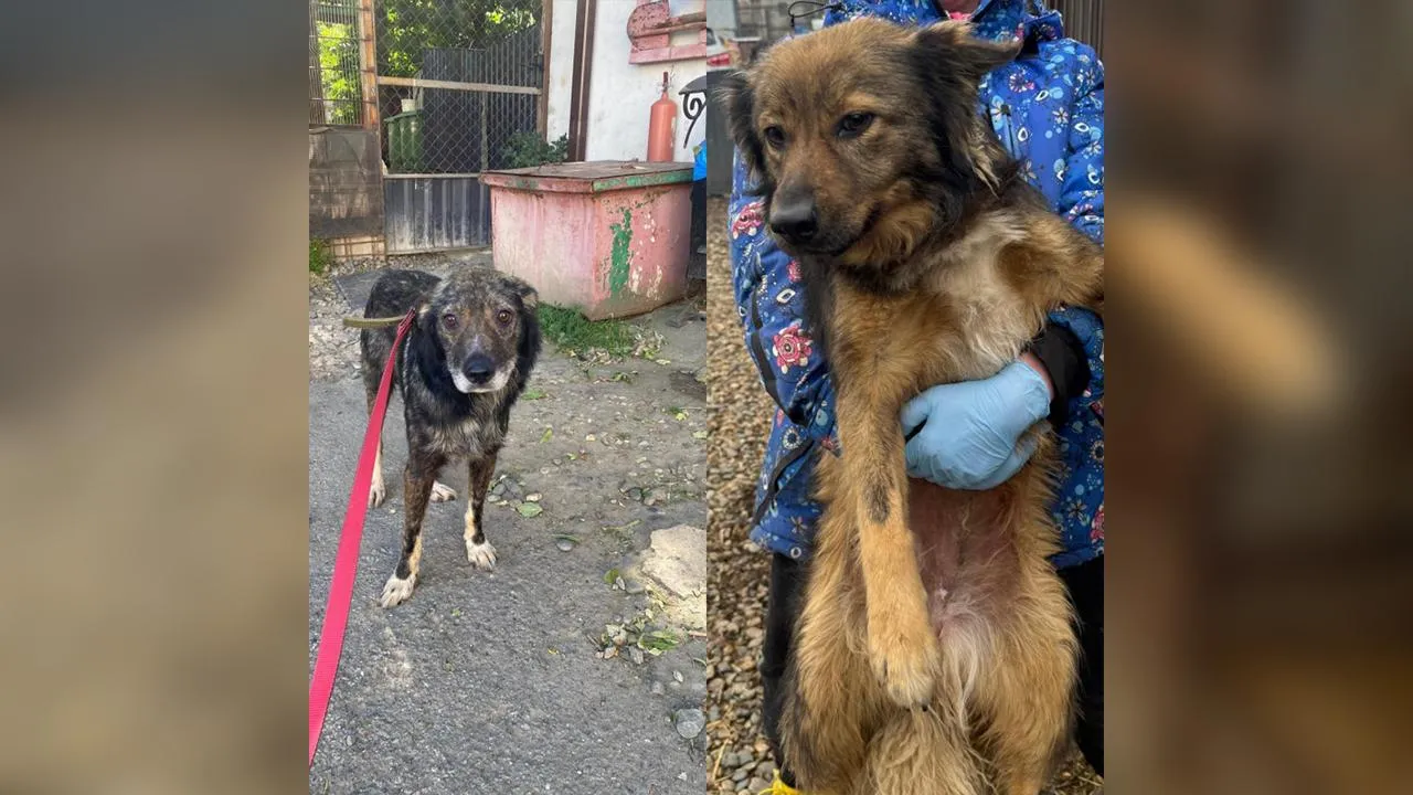 Собаки из Изобильненского ПВС/ личный архив зоозащитников