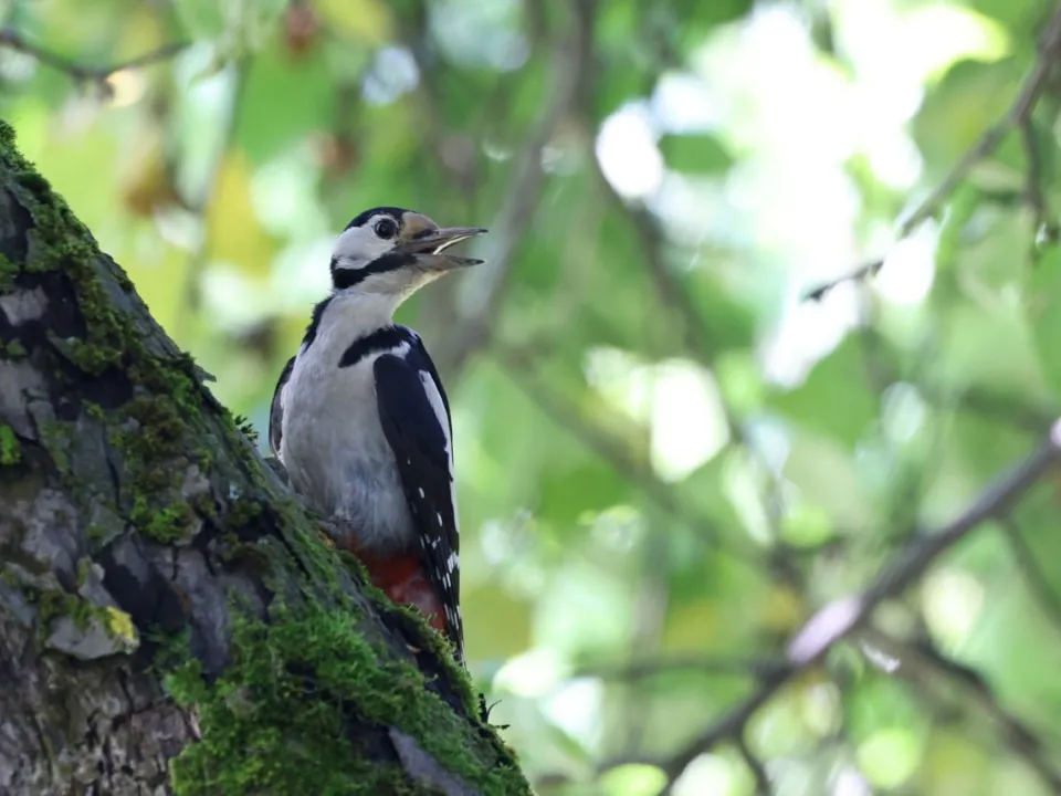 Фото: vk.com/Музей-заповедник А.П. Чехова «Мелихово»