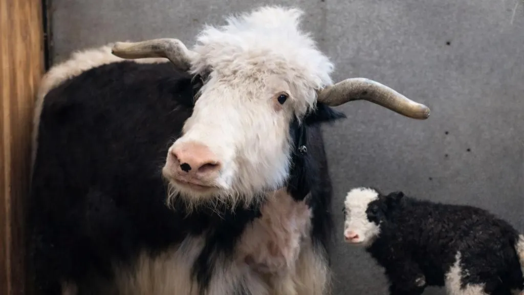 Пресс-служба Росгосцирка