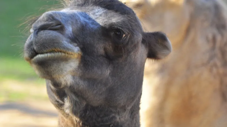 Фото: Центр воспроизводства редких видов животных