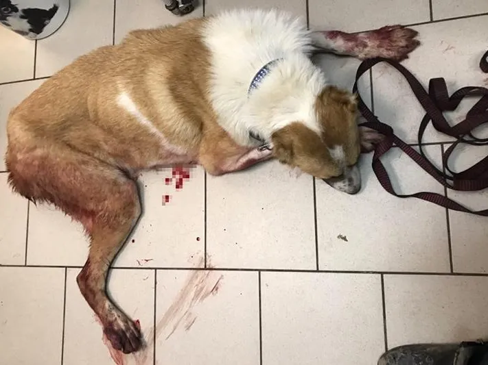 Известная зоозащитница обвинила ветклинику из Бронниц в смерти своей собаки