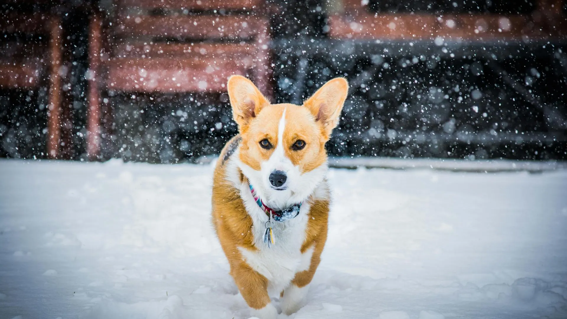 REGIONS/Дмитрий Некрасов