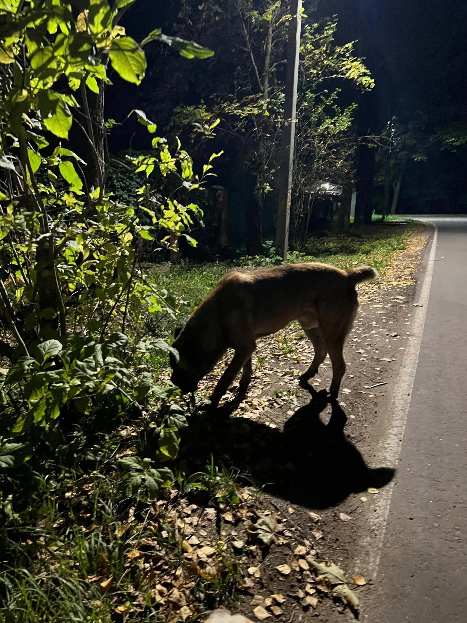 Фото: Родина - Снегири. Истринский городской округ / ВКонтакте