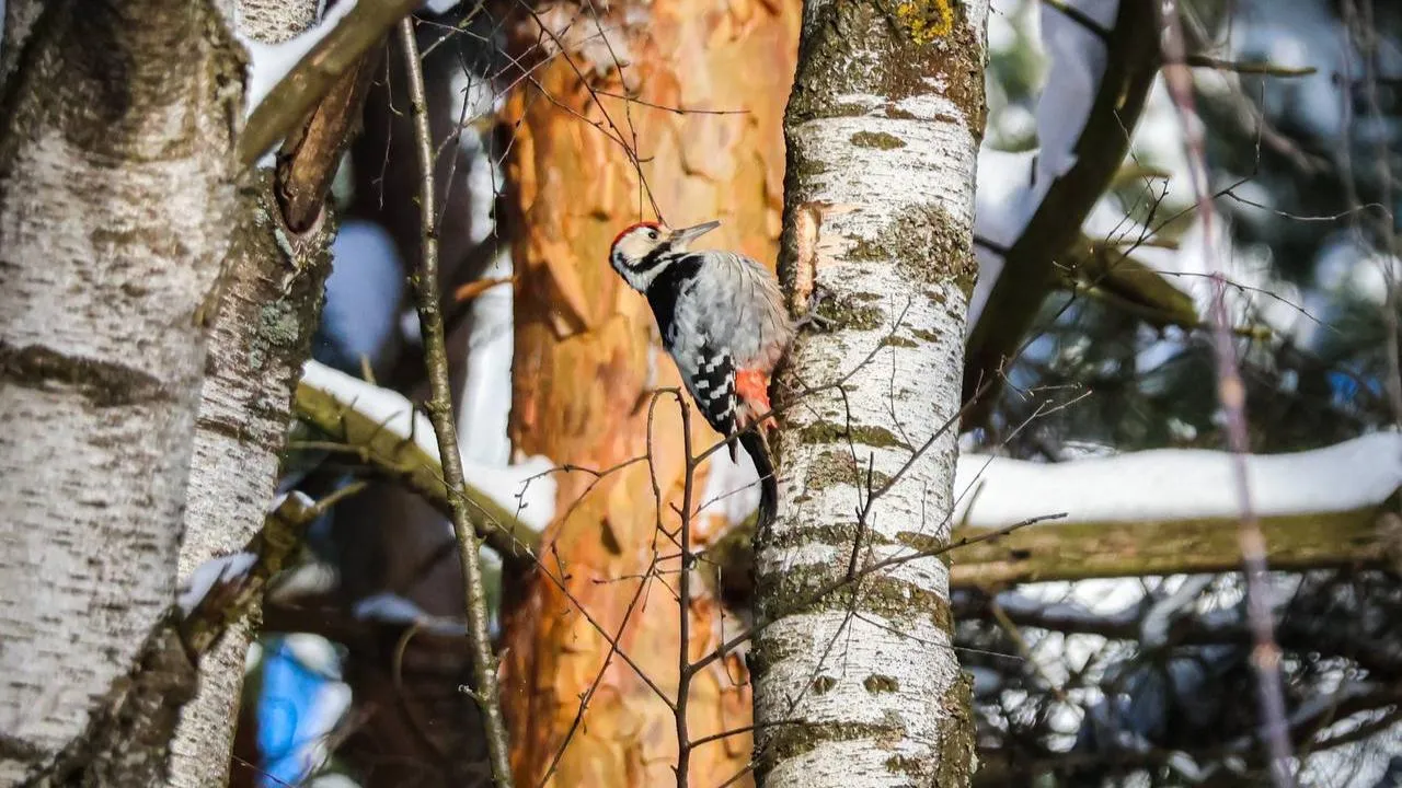 пресс-служба нацпарка "Лосиный остров"/Анна Ткачева