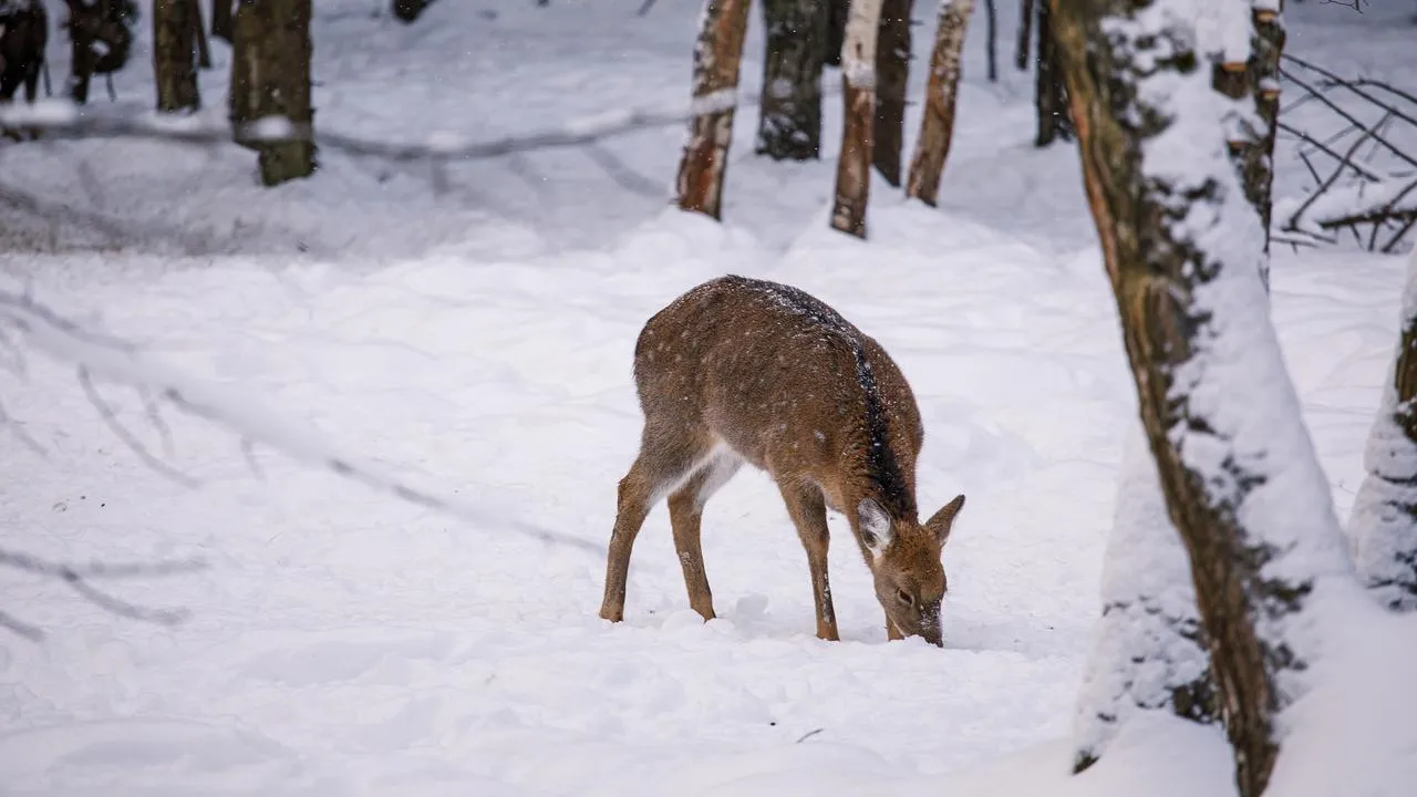медиасток.рф