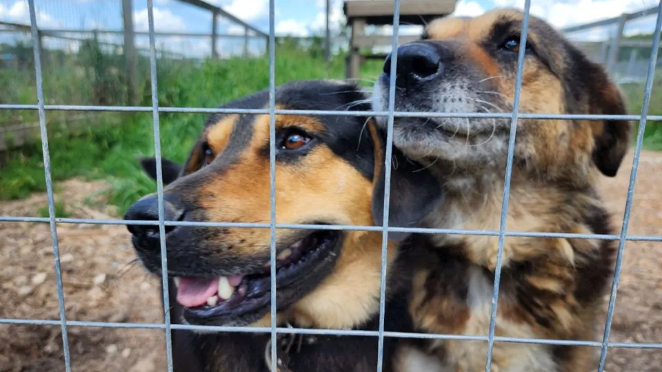 Фото: МедиаБанк Подмосковья/Яна Шаливская