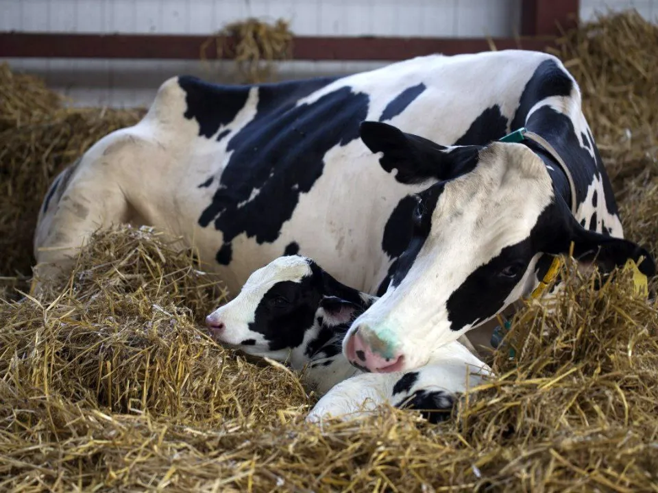 Фото: Агрохолдинг ОСП агро