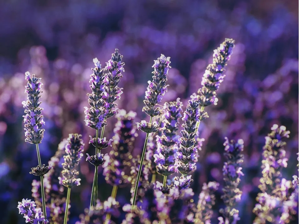 Фото: unsplash.com