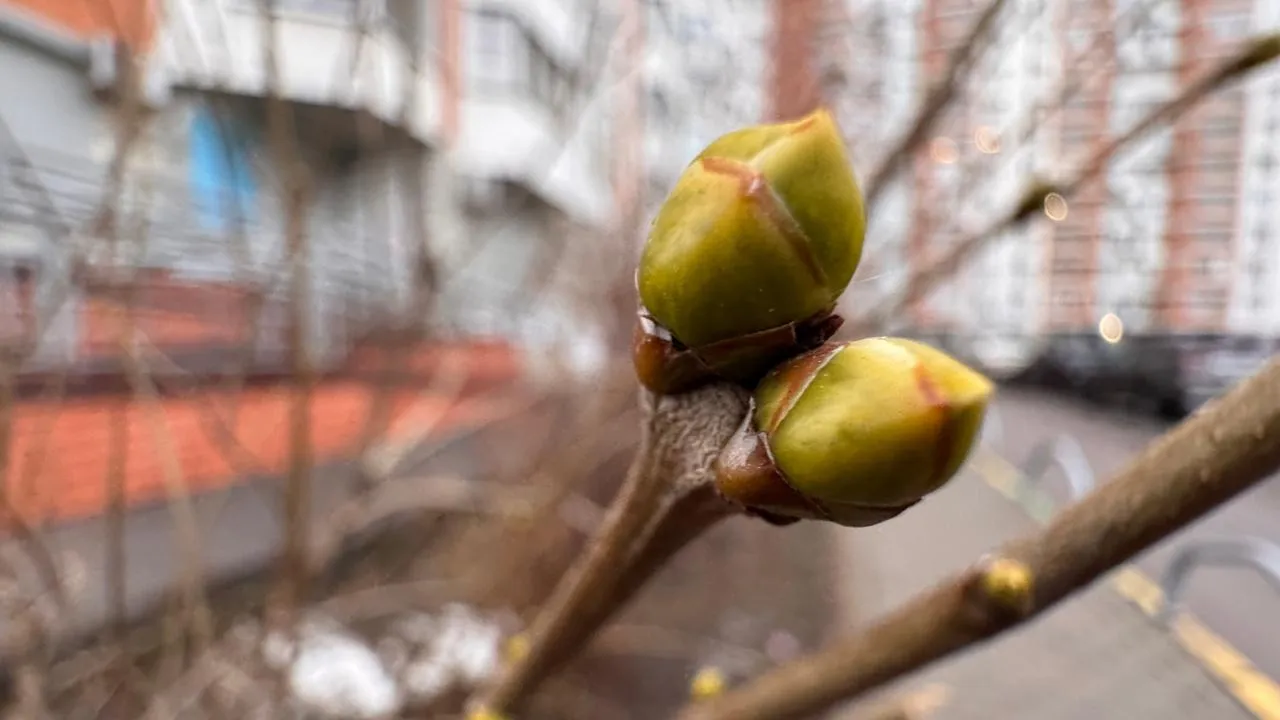 Медиабанк Подмосковья/Мария Шматкова