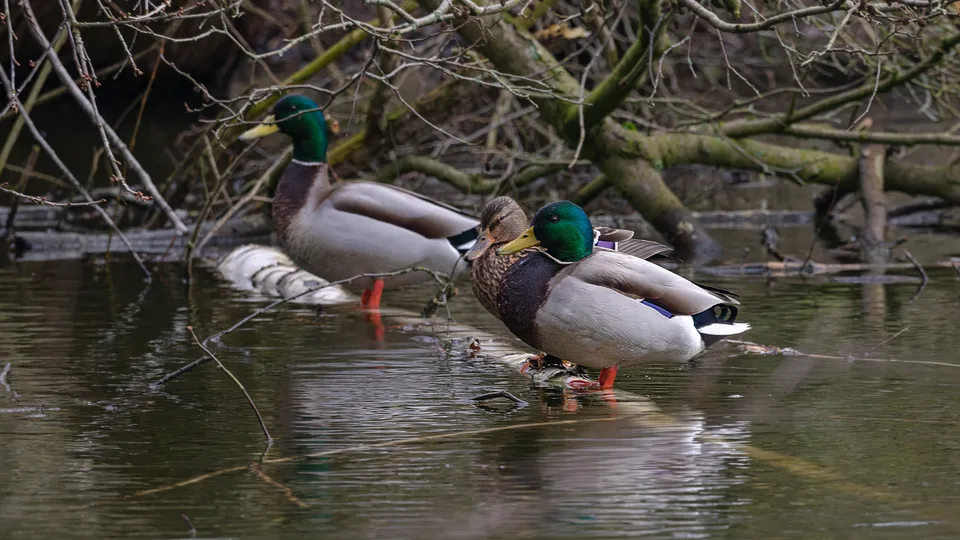 Фото: freepik.com