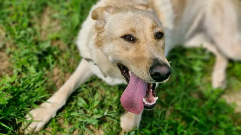 Фото: vk.com/Подслушано Павловский Посад