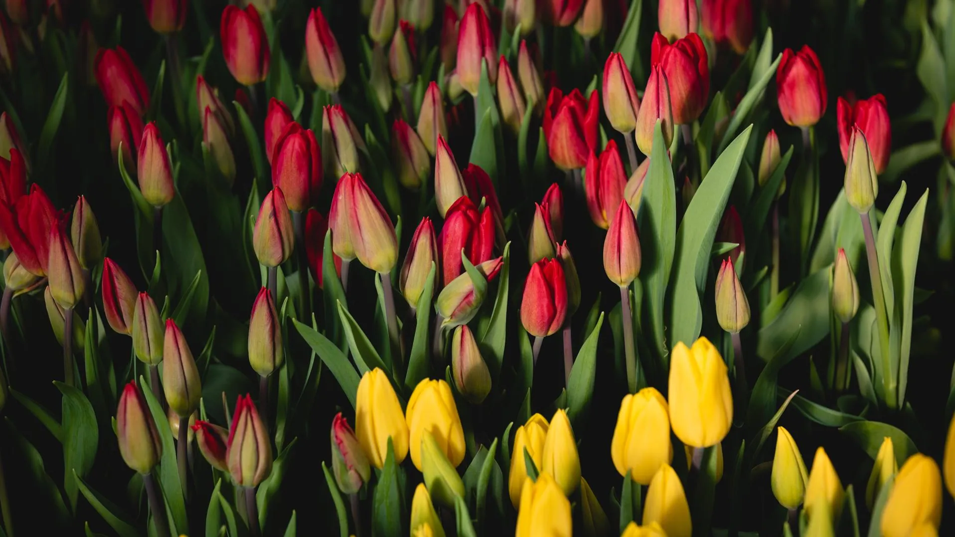 медиасток.рф