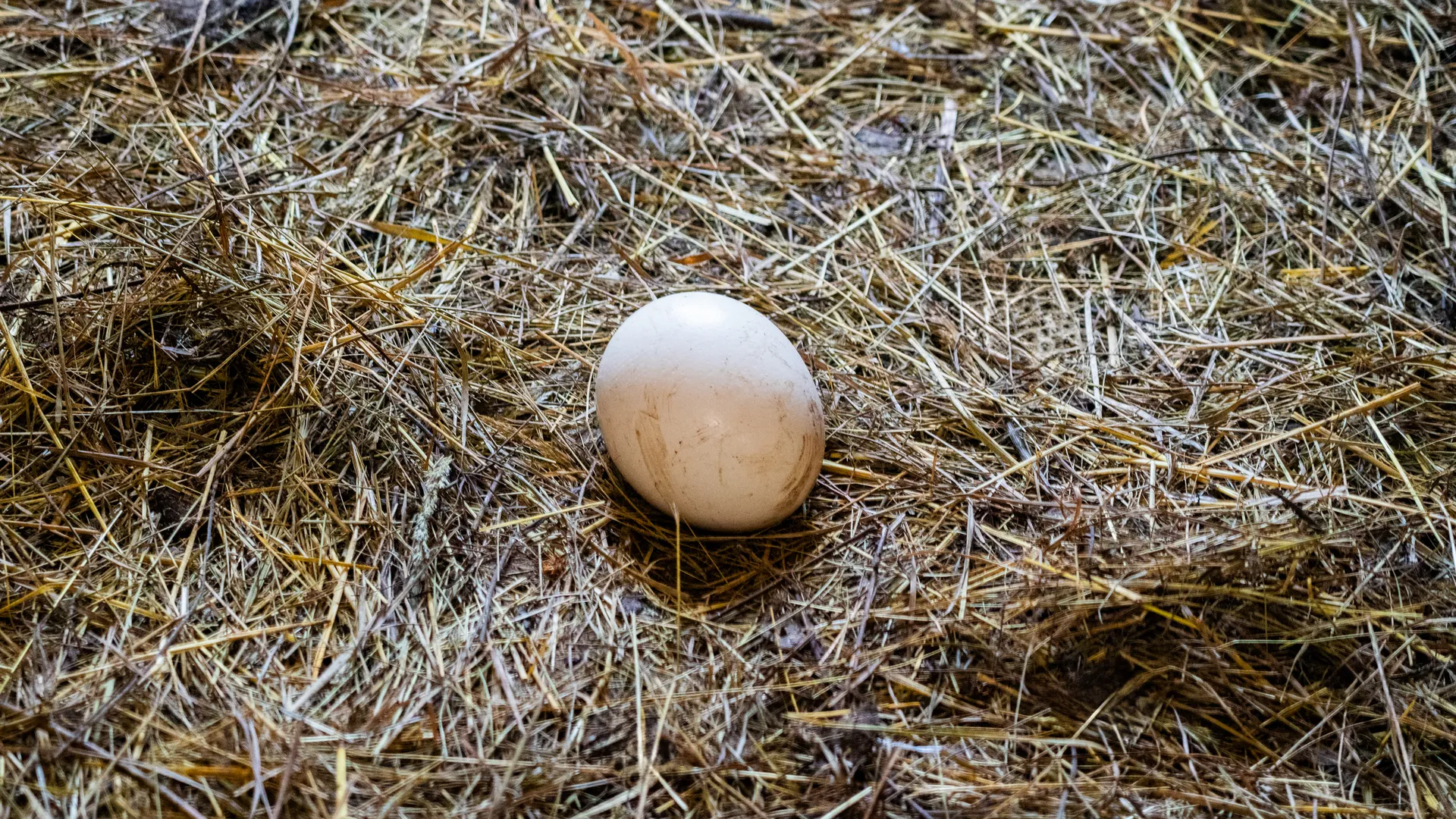 «Соседи даже не знают»: житель Раменского рассказала о живом подарке на Новый год, который теперь кормит всю семью