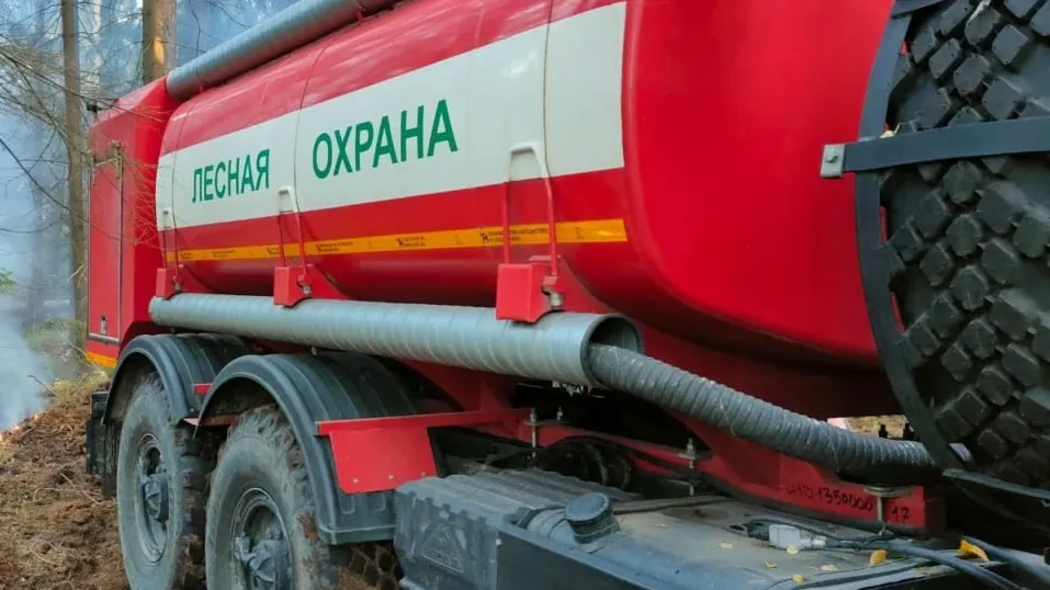 Фото: Комитет лесного хозяйства Московской области