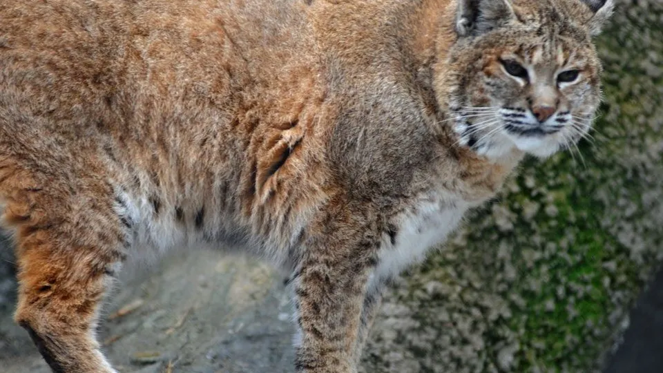 Фото: медиасток.рф