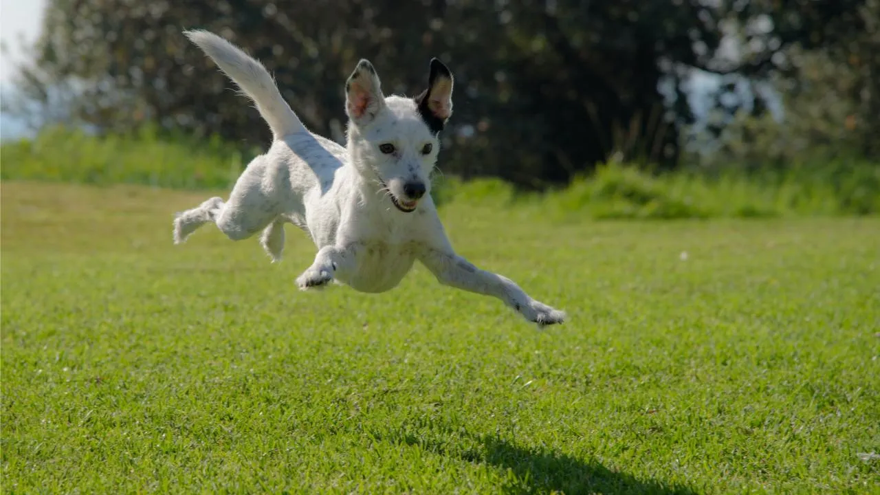 Четырнадцать тысяч предложений по площадкам для собак оставили жители на «Доброделе»