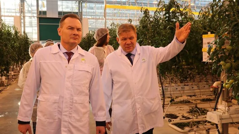Тепличный комплекс «Агрокультура Групп» в городском округе Кашира успешно запустил 4-ую очередь