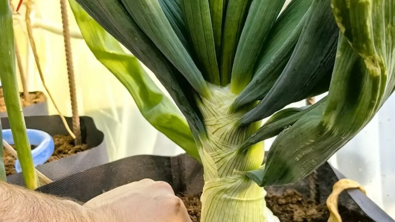 Александр Чусов