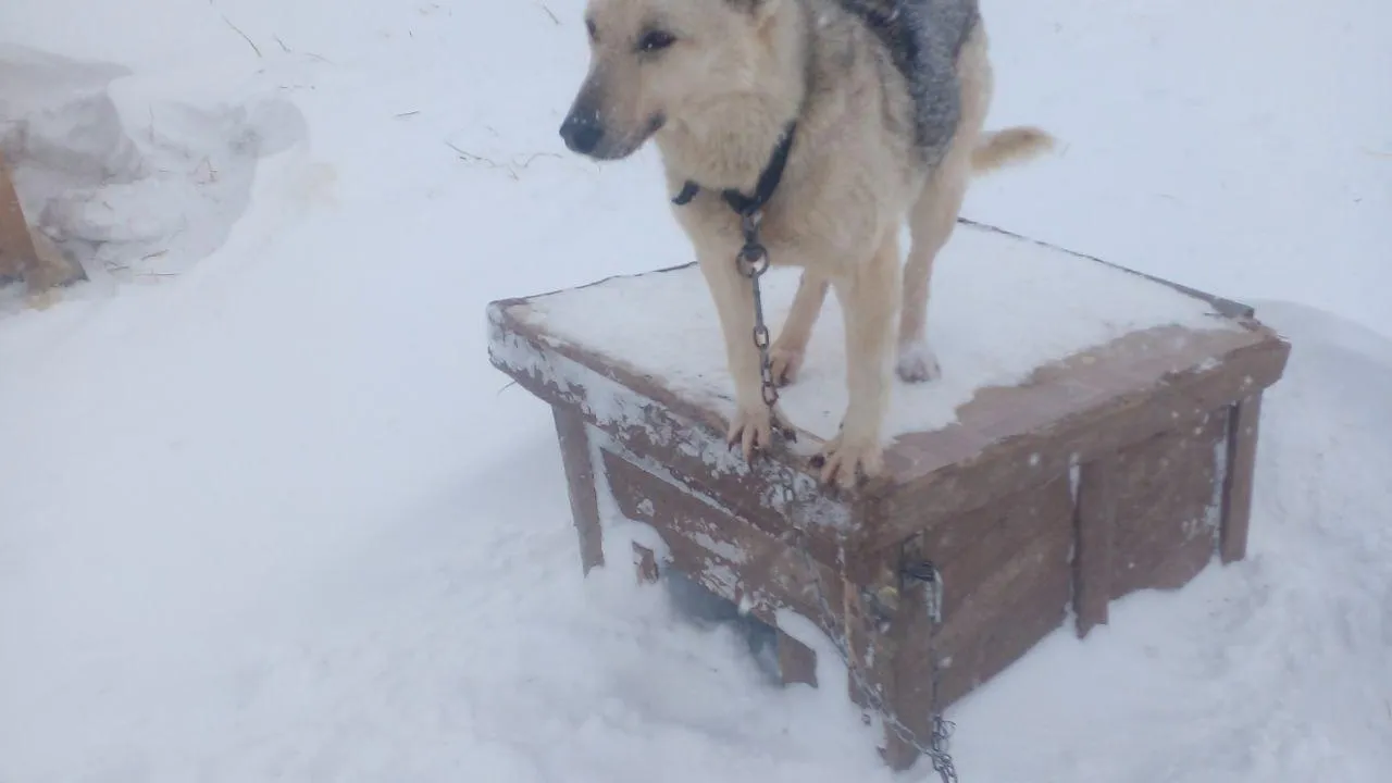 Приют для собак «Сердце странника»