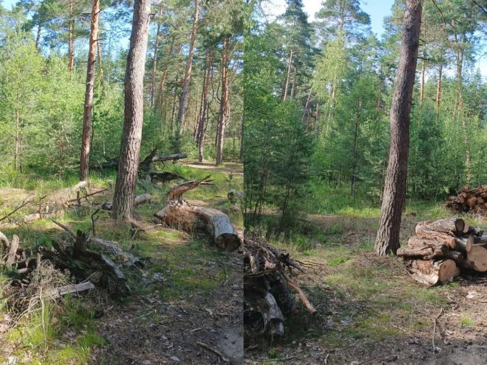 Фото: Комитет лесного хозяйства МО