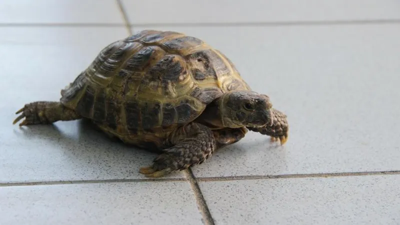 Пожилая черепаха проникла на режимный объект Московской областной таможни