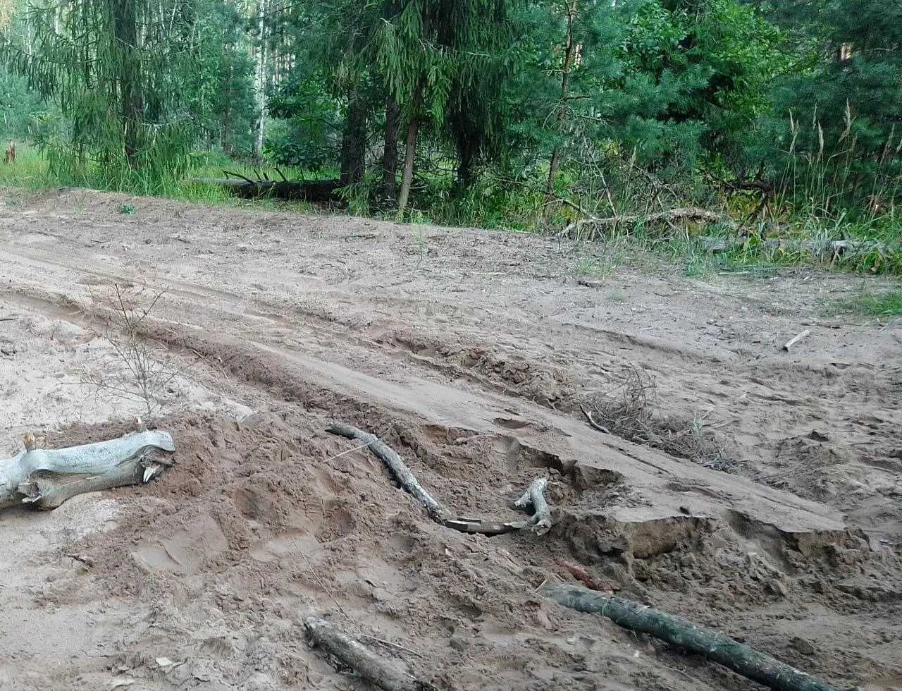 Фото: Комитет лесного хозяйства Московской области&nbsp; &nbsp;