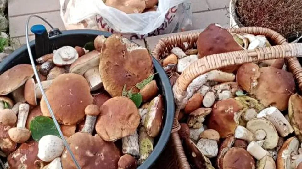 Фото: t.me/zamirgadzgiev