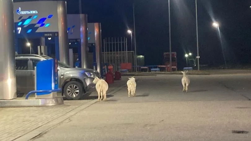 фото: соцсети