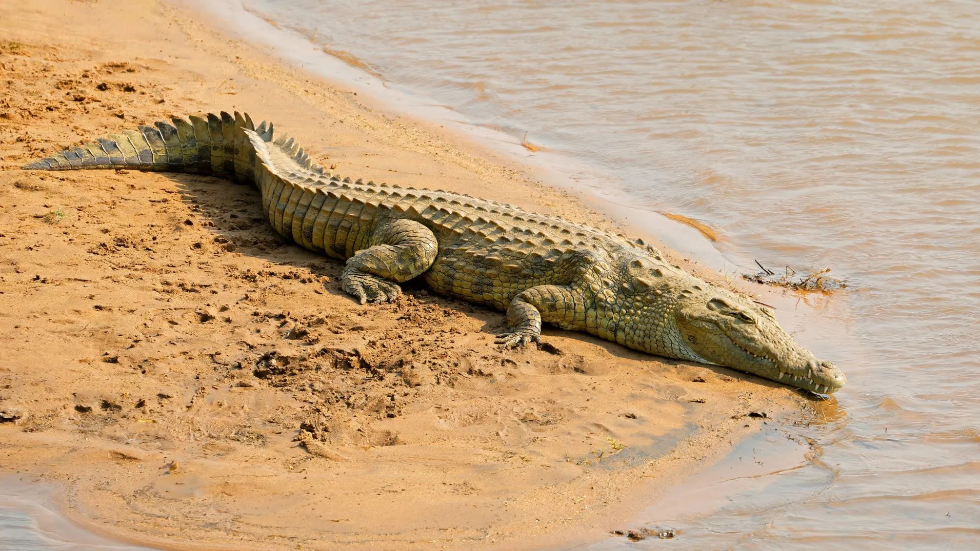 IMAGO/Zoonar.com/Nico Smit/www.imago-images.de