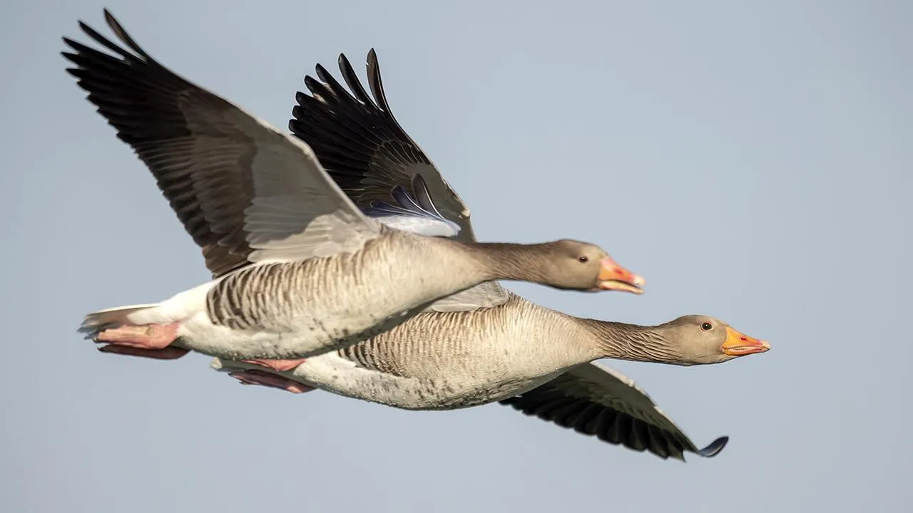 TASS/EPA/Ronald Wittek