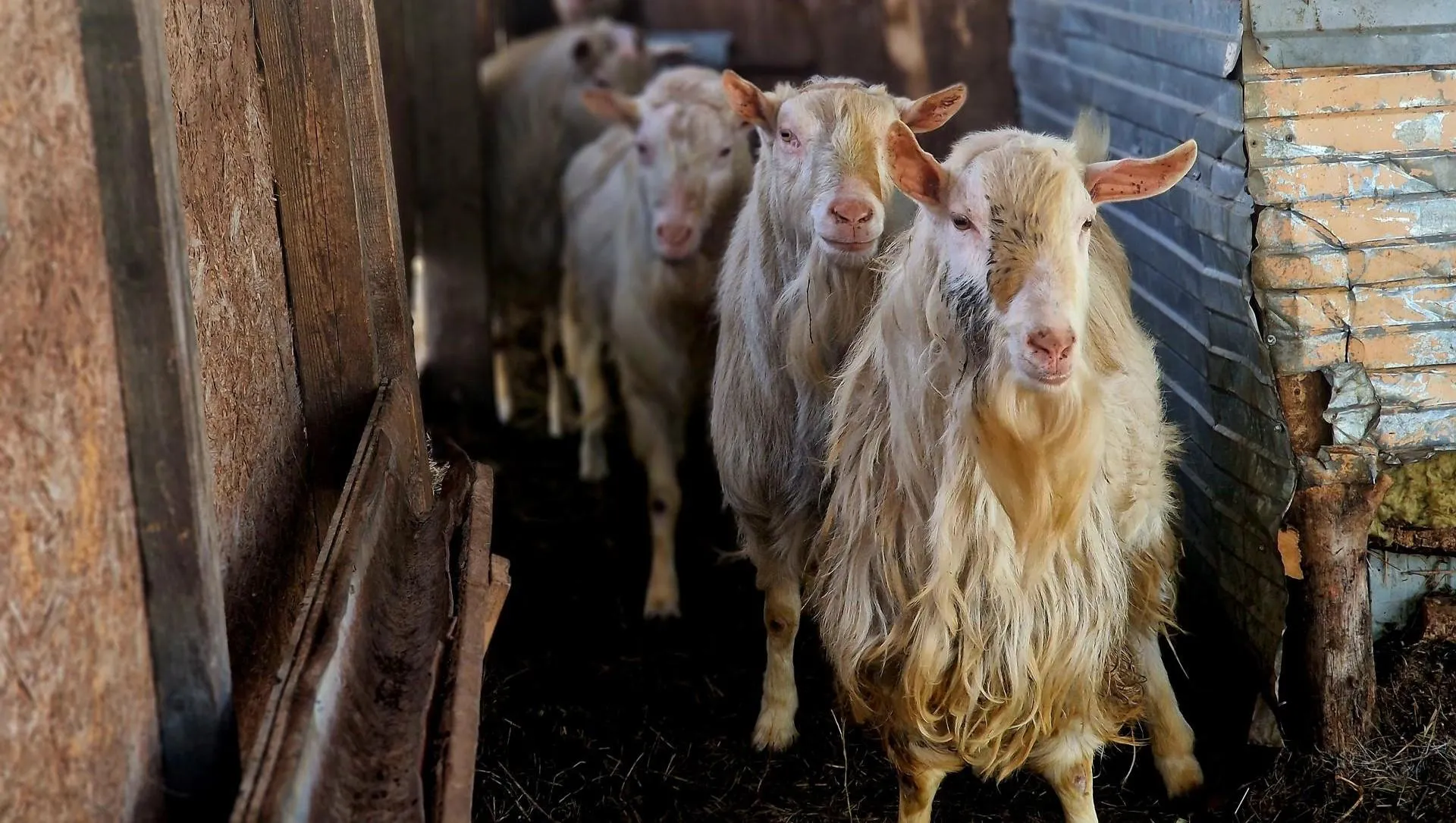 REGIONS/Ольга Шаронова