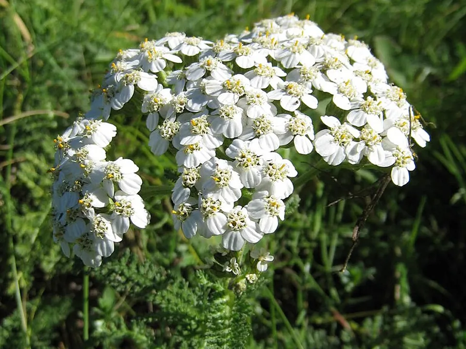 Фото: commons.wikimedia/Dvortygirl