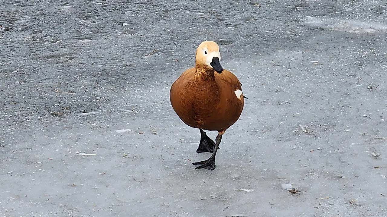 МедиаБанк Подмосковья/Роман Савельев