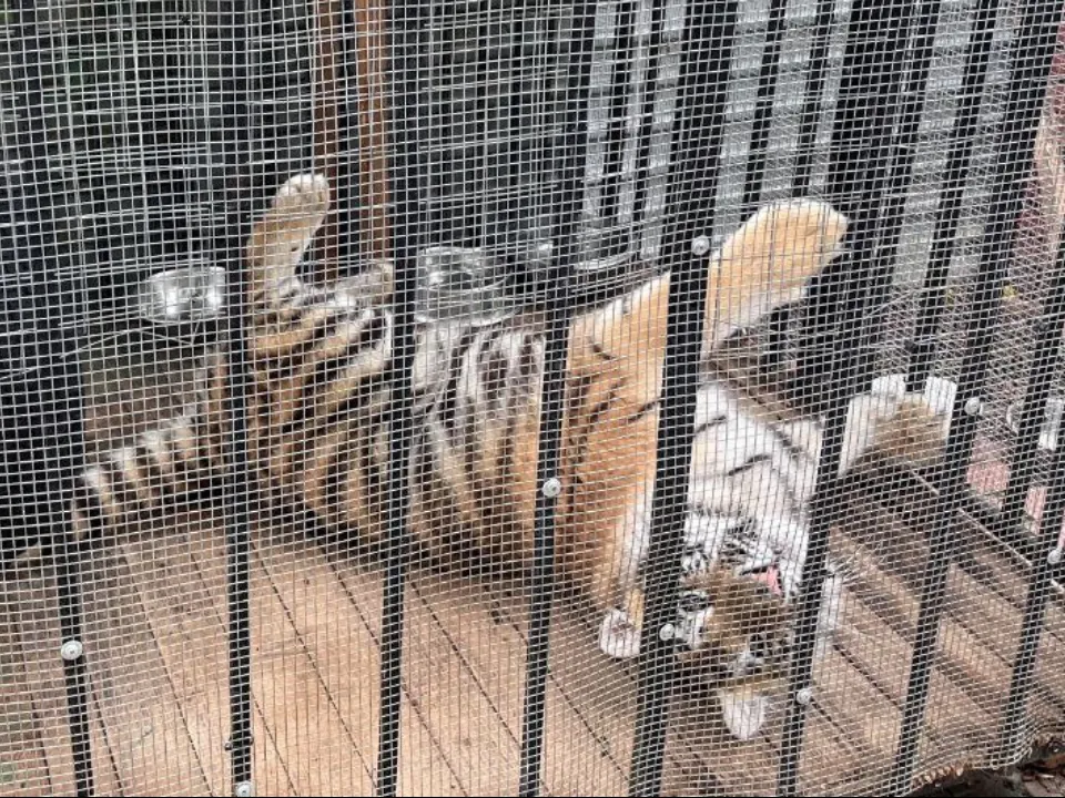 Фото: прокуратура Московской области