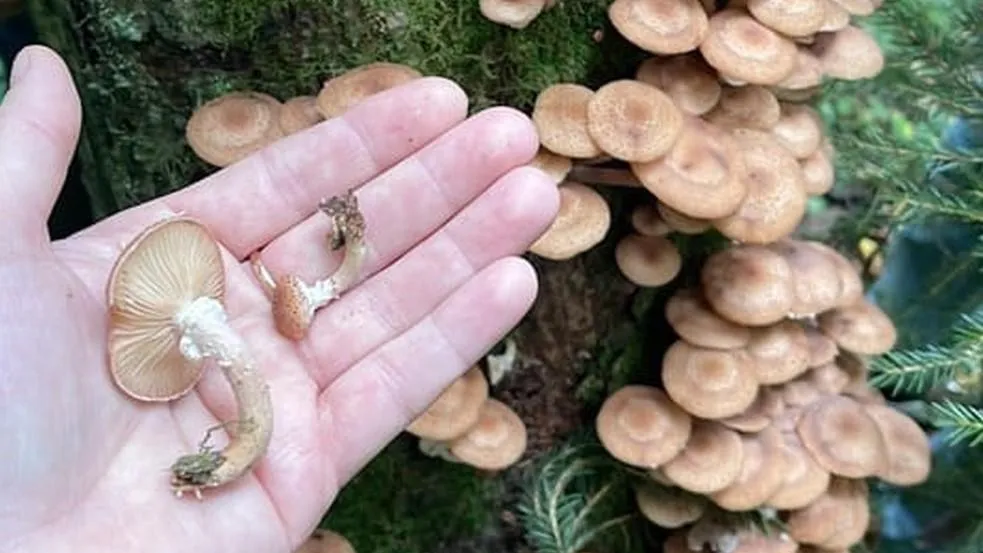 Фото: Грибы в Подмосковье 2023 / ВКонтакте