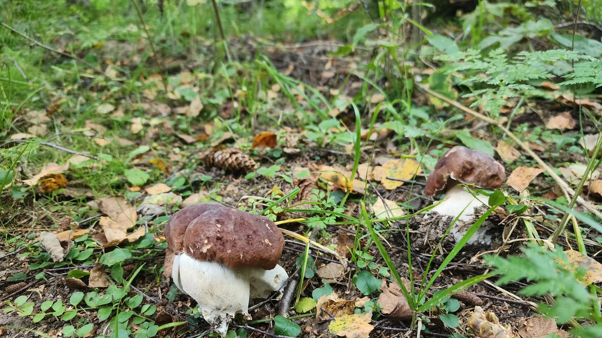 Владимир Киселёв