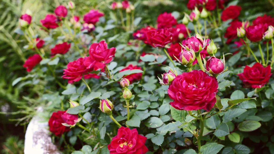 Фото: istockphoto.com/Wieland Teixeira