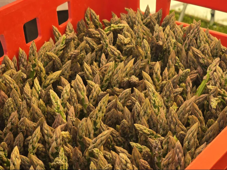 Фото: МедиаБанк Подмосковья/Марина Анисимова