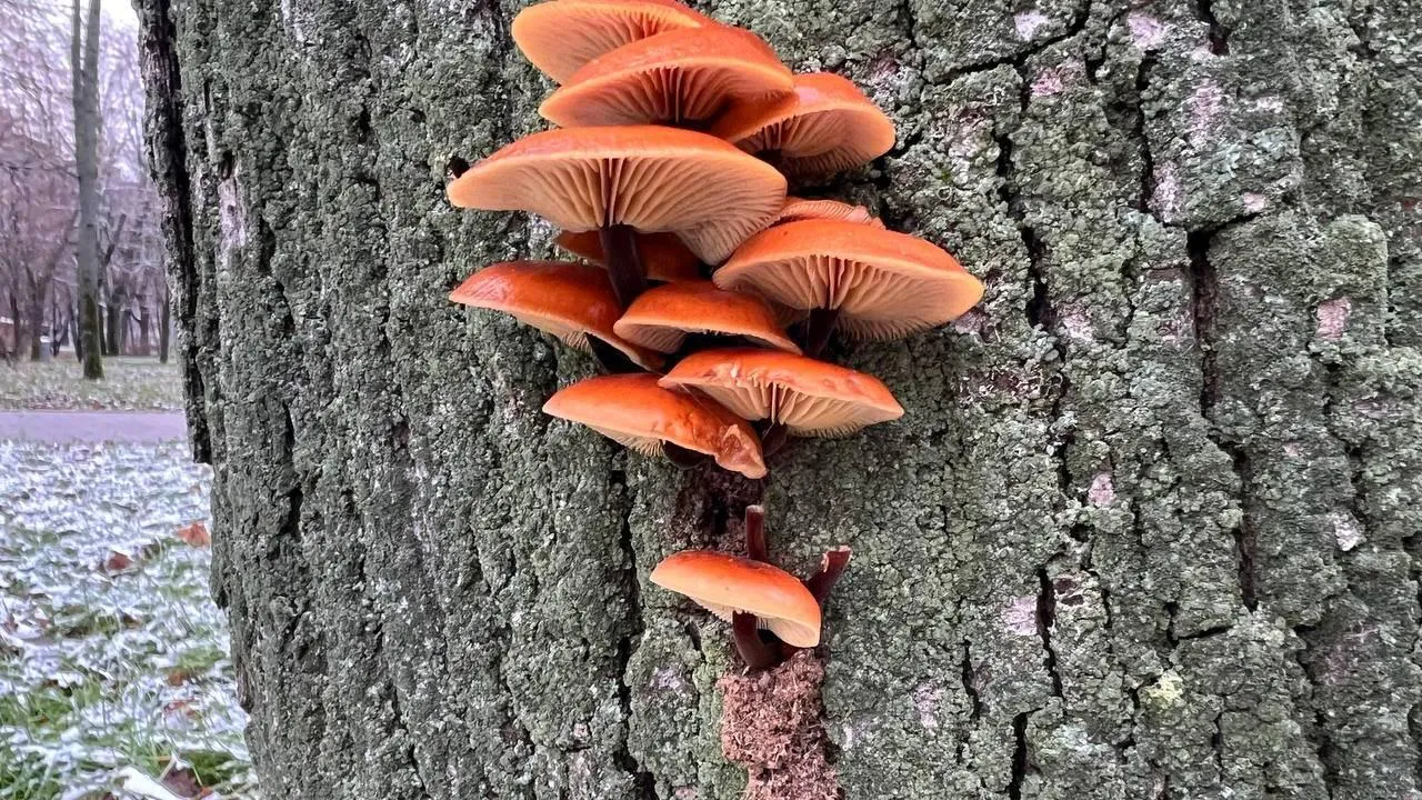 Ведьмины круги и сырный аромат: где искать зимние опята и лиловые рядовки в ноябре в Подмосковье?