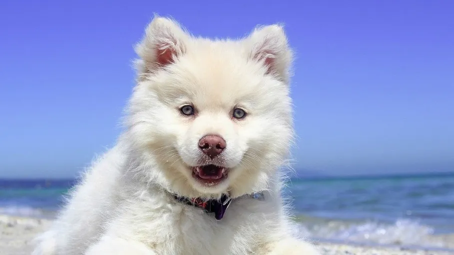 Фото: pxhere.com