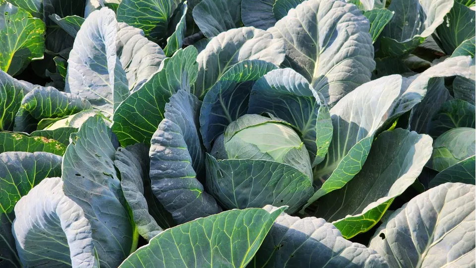 Фото: МедиаБанк Подмосковья/Яна Шаливская