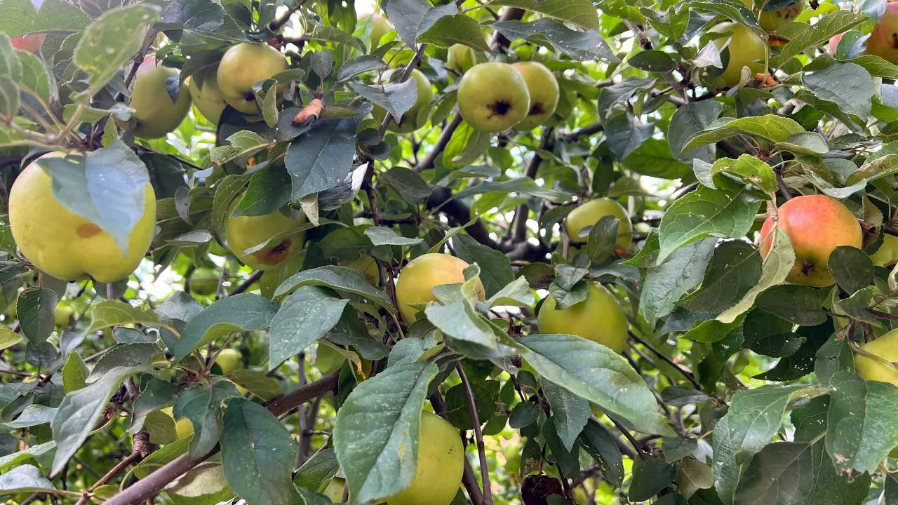 Фото: REGIONS/Елена Фурман