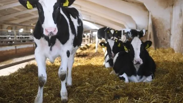 Еще полторы сотни гектаров получил концерн TH True Milk в Подмосковье