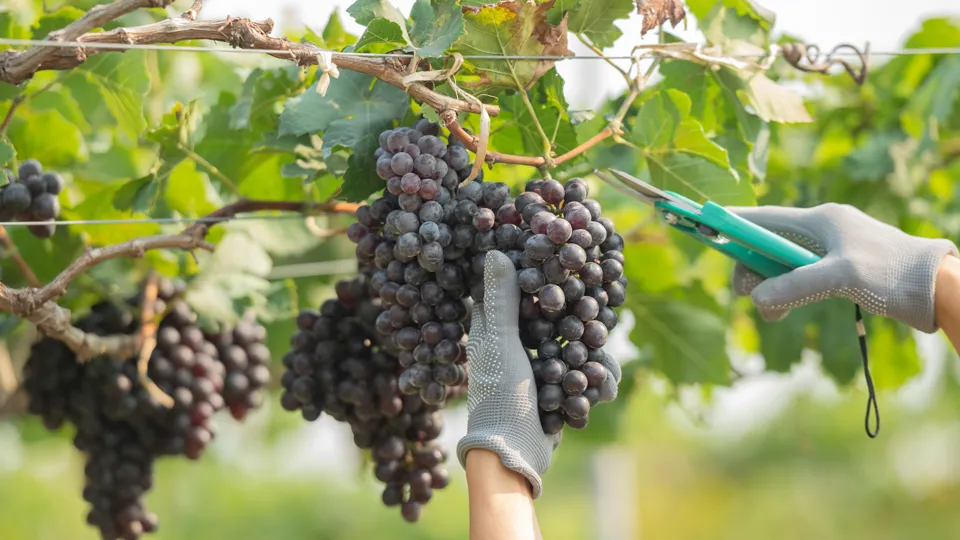 Фото: freepik.com