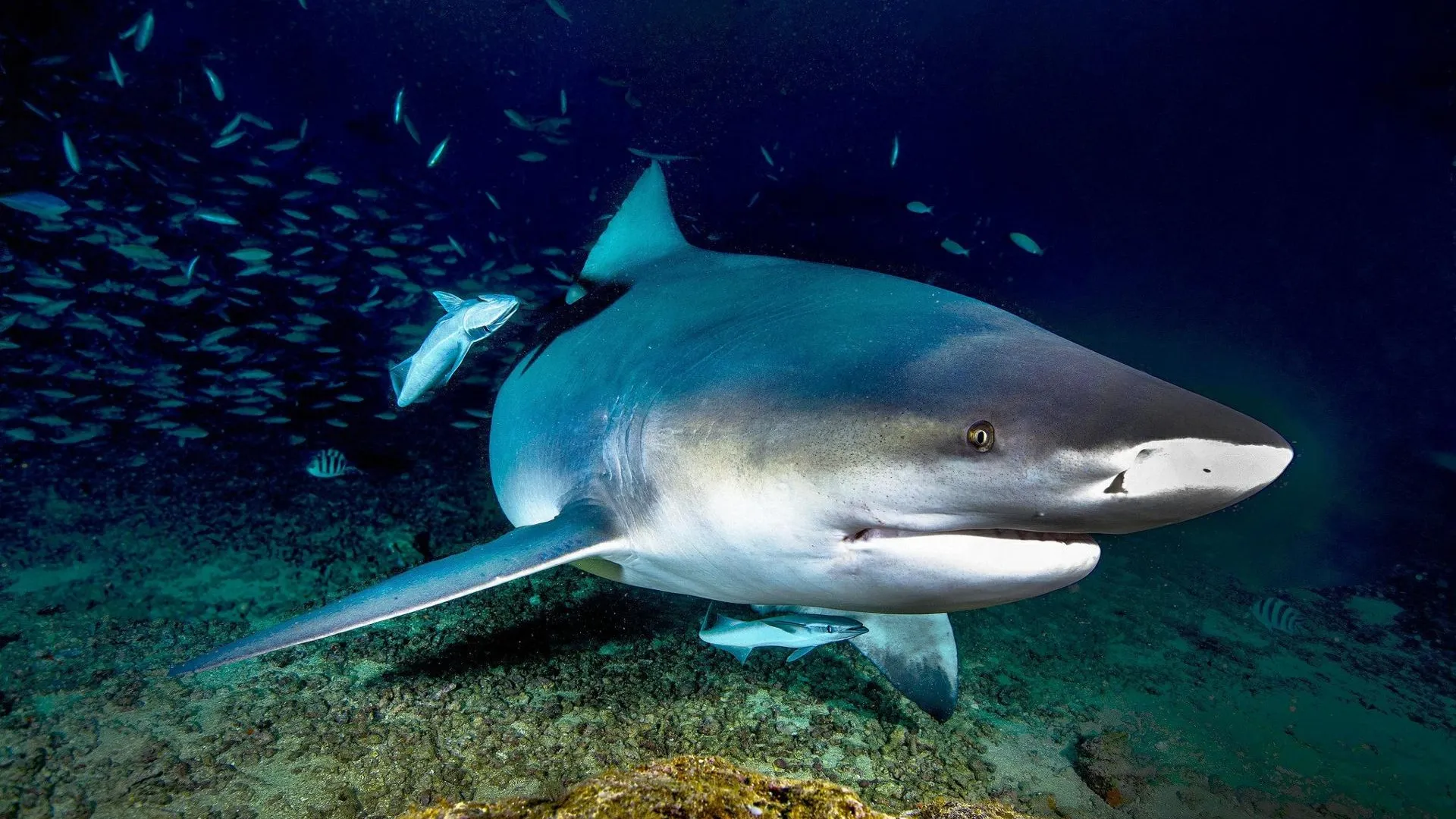 Фото: Pixabay.com