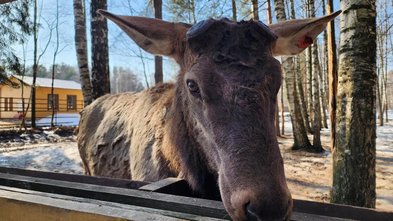 МедиаБанк Подмосковья/Валерия Исаева