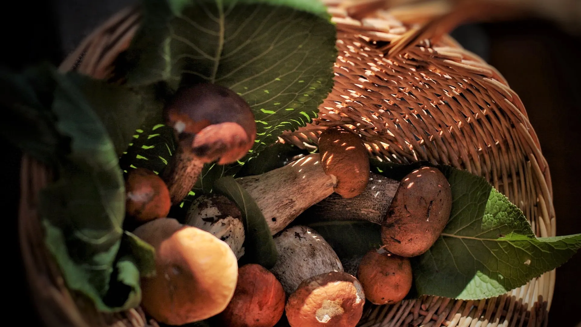 Комитет лесного хозяйства Московской области