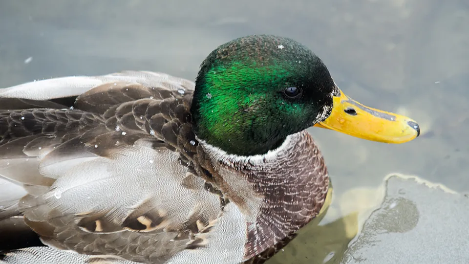 Фото: медиасток.рф