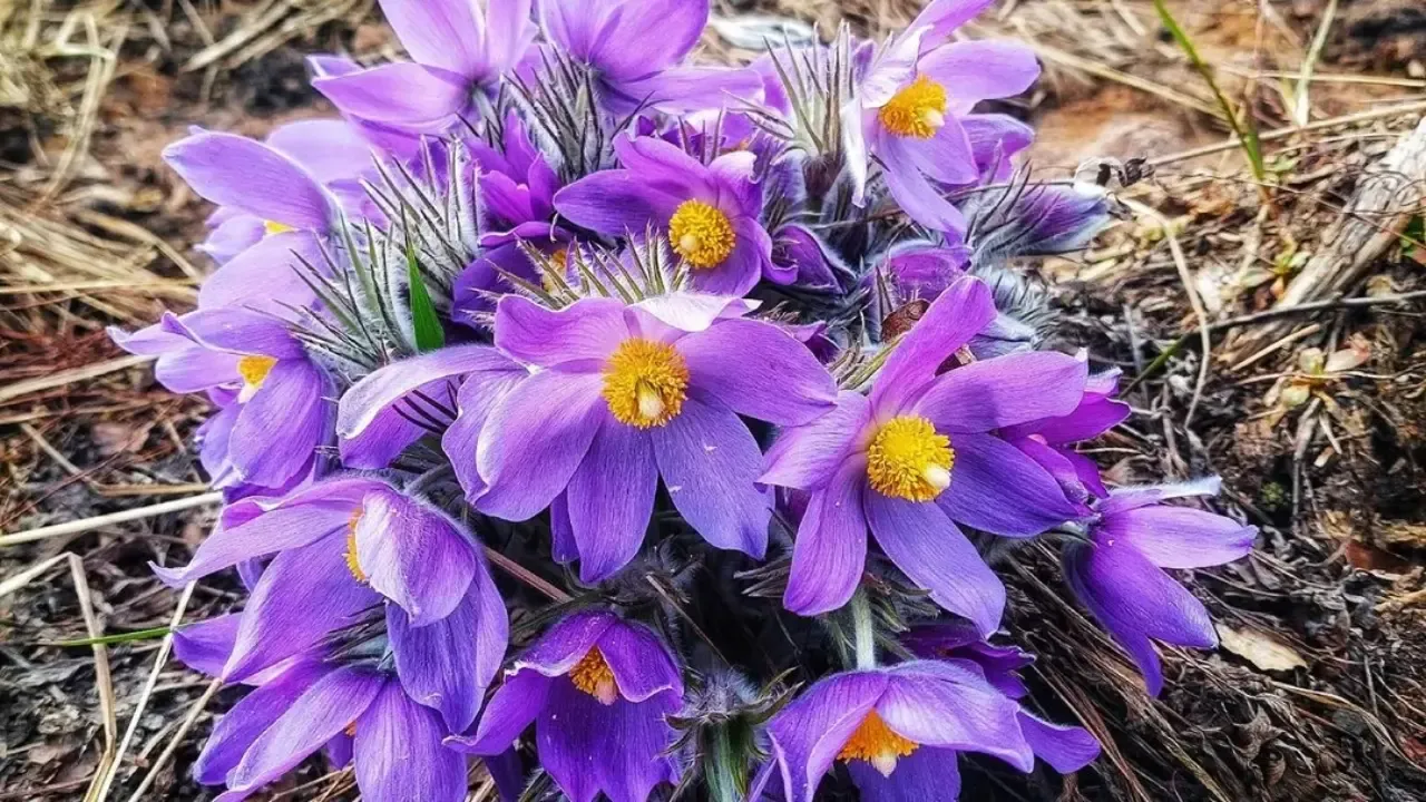 Сон-трава в Луховицах 2026: фото редкого краснокнижного растения