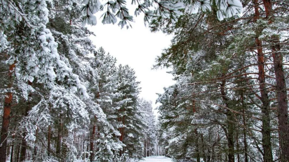 Фото: Комитет лесного хозяйства Московской области